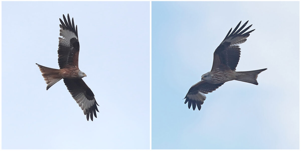 Rotmilane in der Strickherdicker Feldflur; links ein Altvogel und rechts ein Jungvogel aus dem vergangenen Jahr mit hellen statt schwarzen Längsstreifen auf der Unterseite. Dier vorjährige Milan hat bereits mit der Mauser begonnen. Es fehlen beidseitig die ersten drei Handschwingen. 