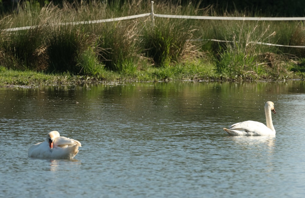 Höckerschwan