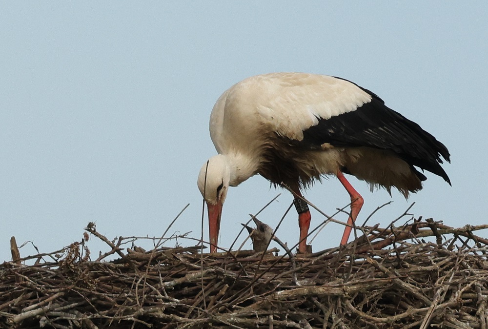 Weissstorch