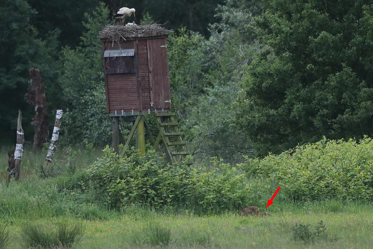 Das bestätigte sich auch später an selbiger Stelle; ein Sprössling (Pfeil) bei einem der Altfüchse. 