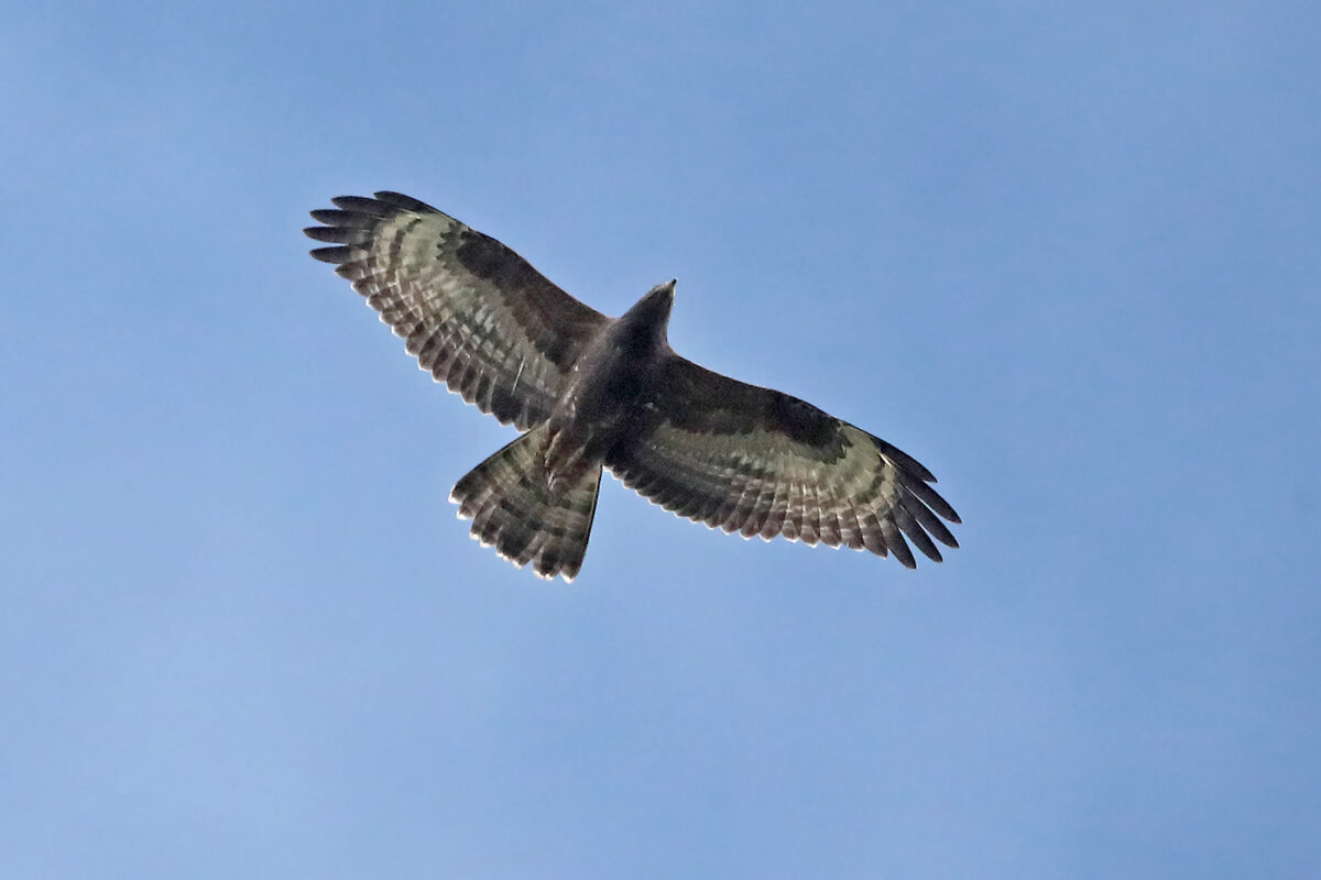 diesjähriger Wespenbussard am 14.09.24