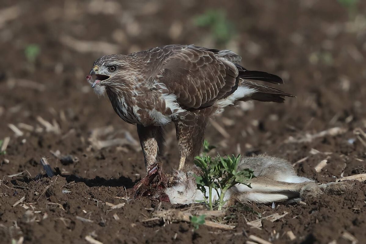 Statt Regenwürmern füllt dieser adulte Mäusebussard seinen Kropf mit Hasenfleisch. 