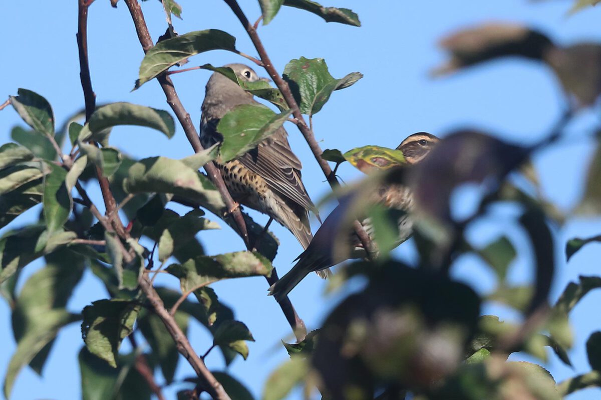 Rot- und Misteldrossel hielten im selben Baum gebührenden Abstand. 