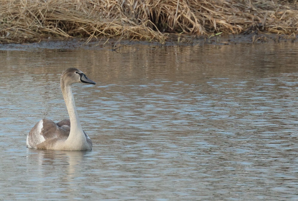 Höckerschwan im 2. Kj