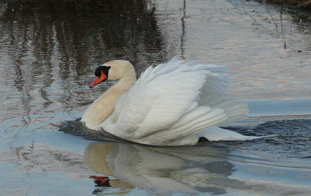 Höckerschwan 