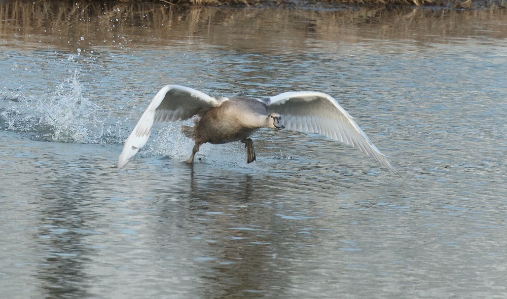 Höckerschwan im 2. Kj