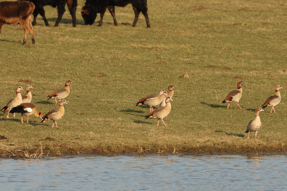 Nilgänse