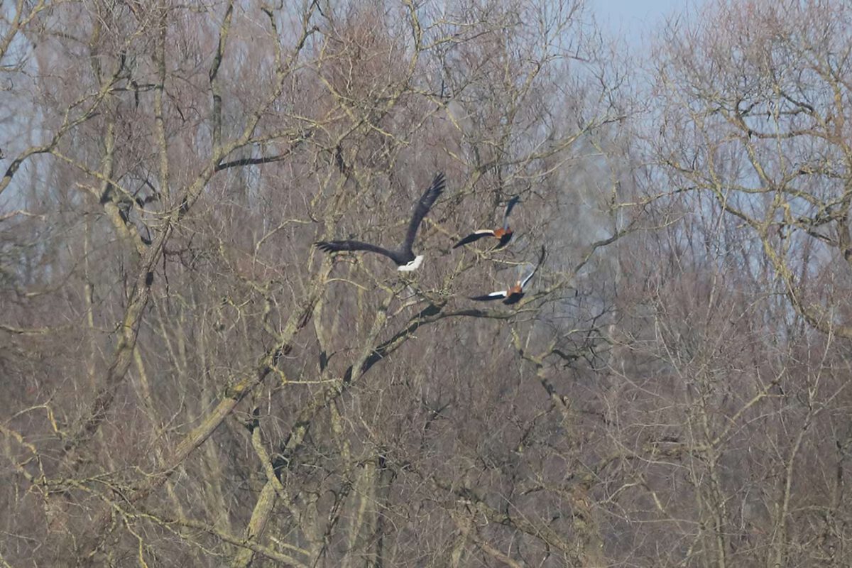 Verfolgt von zwei vorwitzigen Rostgänsen verlässt der Seeadler die Hemmerder Wiesen.