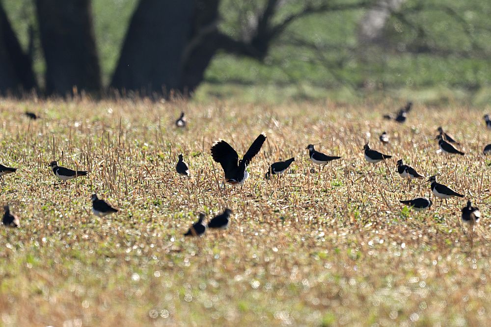 Teil eines großen Kiebitzschwarms in Bramey. 03.03.25 Foto: Hartmut Peitsch