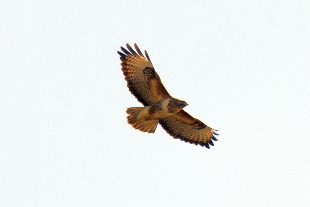 Mäusebussard über dem HRB der Seseke. 02.03.25 Foto: Hartmut Peitsch