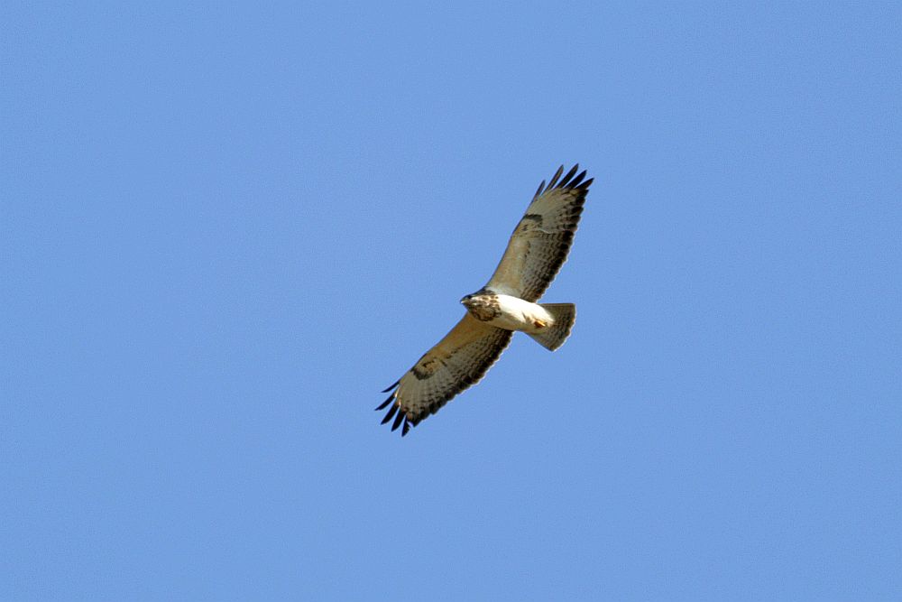 Ein weiterer Mäusebussard über dem HRB. 02.03.25 Foto: Hartmut Peitsch