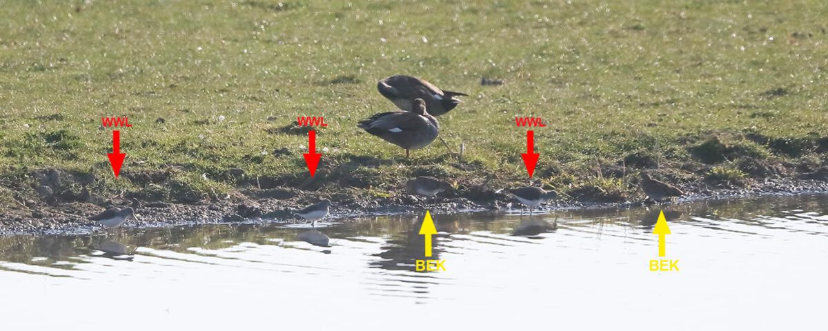 Waldwasserläufer (WWL) und Bekassinen (BEK) in der Kiebitzwiese am 09.04.25